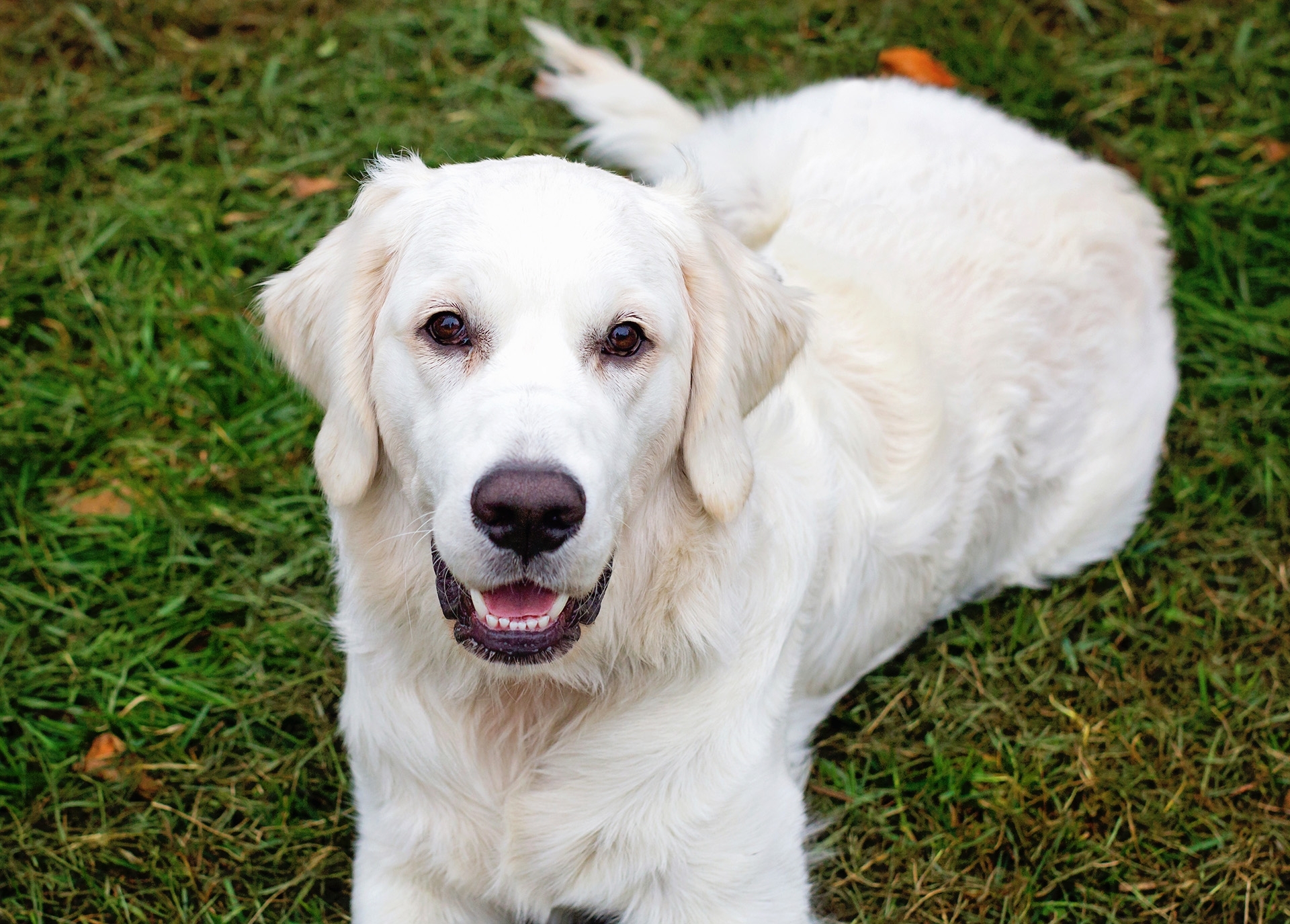 webpetsMG_4701-final